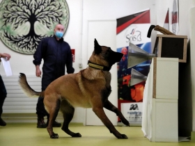 Covid-19 : des chiens renifleurs pour détecter le virus