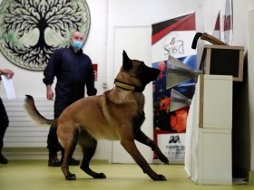 Covid-19 : des chiens renifleurs pour dÃ©tecter le virus